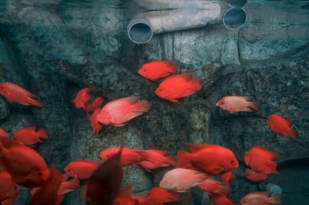 Zed Nelson, United Kingdom, Photographer of the Year, Professional competition, Wildlife & Nature, Sony World Photography Awards 2025 Zed Nelson, United Kingdom, Photographer of the Year, Professional competition, Wildlife & Nature, Sony World Photography Awards 2025