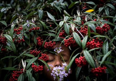 The Journal: Anne Ackermann - My son Luis is hiding with a bunch of spring flowers in a rowanberry shrub.